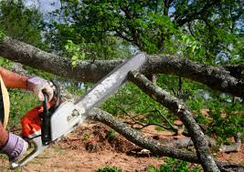 Best Tree Disease Treatment  in Beeville, TX